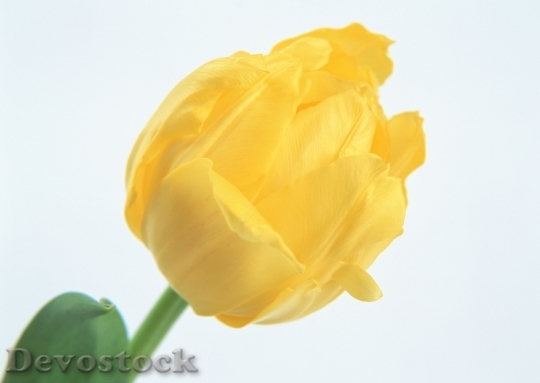 Devostock Yellow Tulip 0