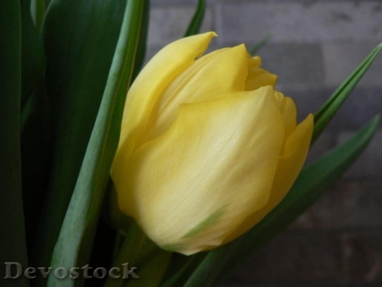 Devostock Yellow Tulip 1