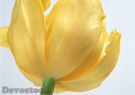 Devostock Yellow Tulip 2