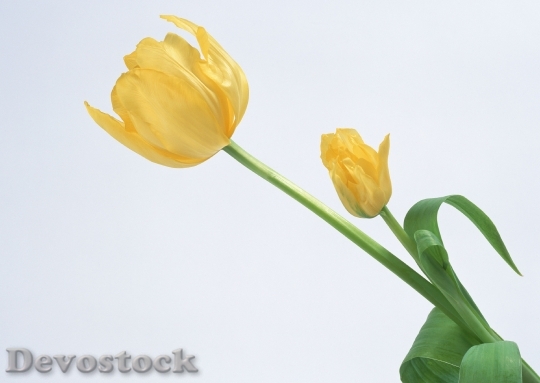 Devostock Yellow Tulip
