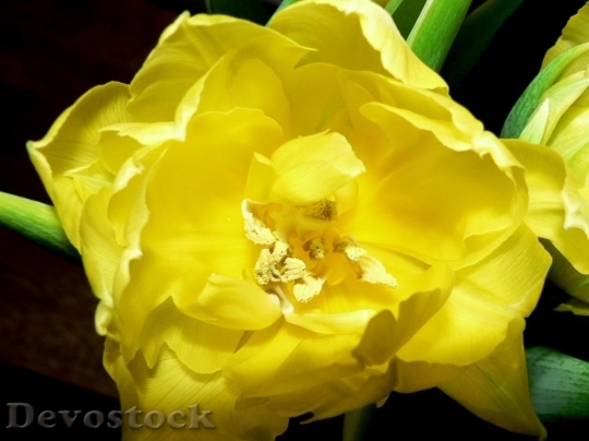 Devostock Yellow Tulip In Summer