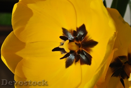 Devostock Yellow Tulip Spring 106702