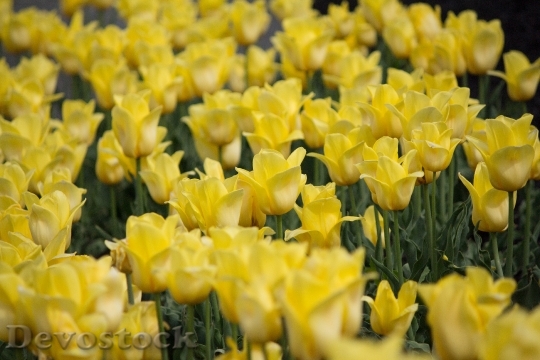 Devostock Yellow Tulips Flower Nature