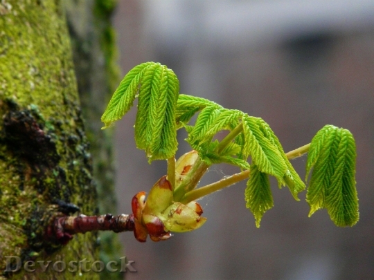 Devostock Young Leaves Bud Tree